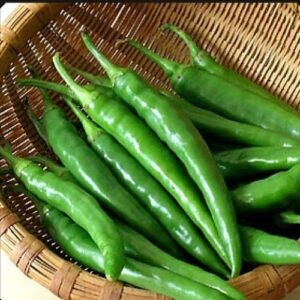 fresh green chilli